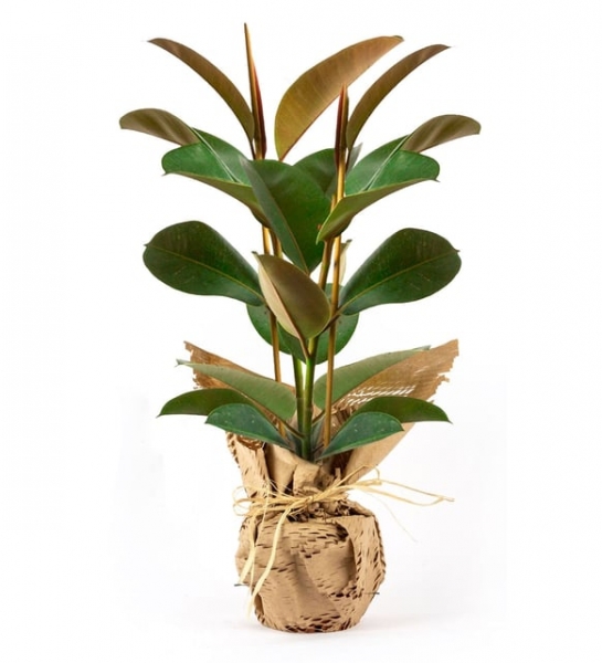 2 li Kauçuk Bitkisi